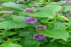 Neuracanthus sphaerostachys